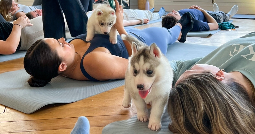 Puppy Yoga arrive à Lille avec des séances de yoga en compagnie de chiots - AYS